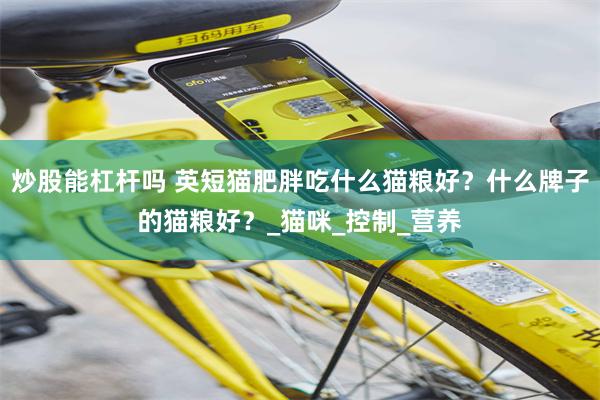 炒股能杠杆吗 英短猫肥胖吃什么猫粮好？什么牌子的猫粮好？_猫咪_控制_营养